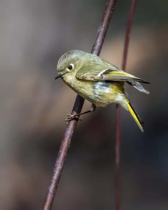 Cai, Xiao: Ruby Crowned Kinglet