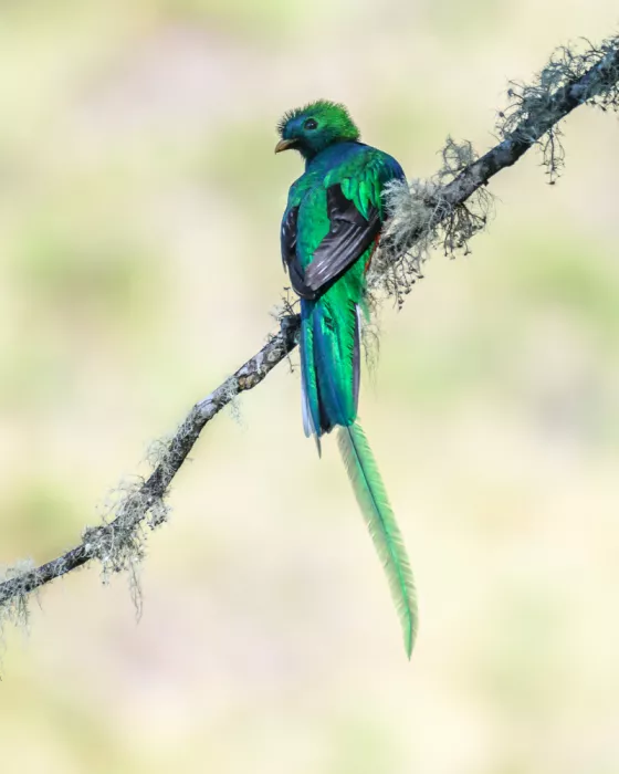 Li, Z. Michael: Le Quetzal élégant et resplendissant