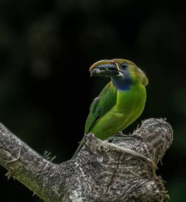 Tseng, Judy: Tucanetto smeraldo