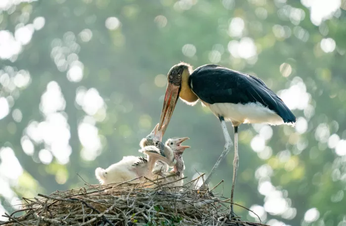 Truong, Van Tran: Marabu-Storchenfamilie im Nest