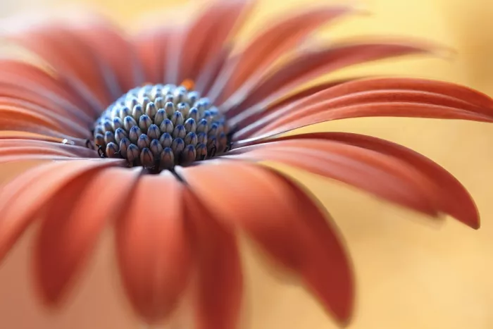 Disher, Mandy: Marguerite du Cap