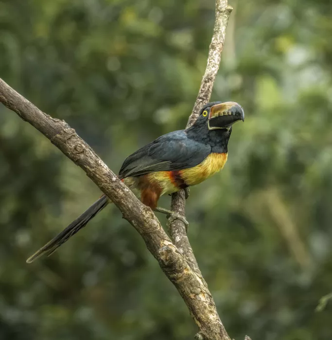 Tseng, Judy: Tucano Aracari