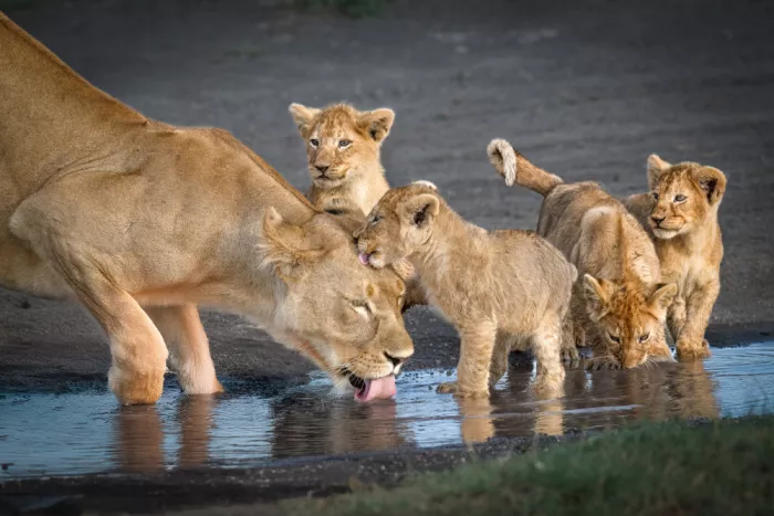 Sink, C. Jeffrey: La famiglia