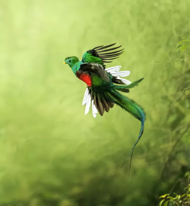Tseng, Judy: Quetzal splendente maschio