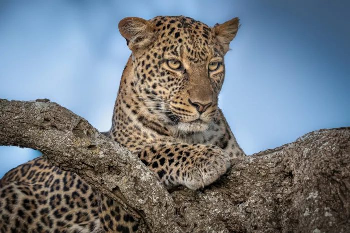 Sink, C. Jeffrey: Il Leopardo
