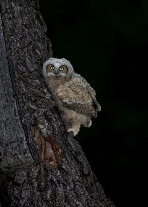 Wang, Victor: Junger Uhu klettert auf einen Baum