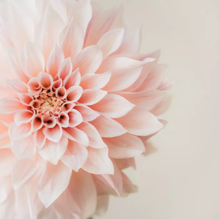 Collins, Lynn Crystal: Dahlia 2