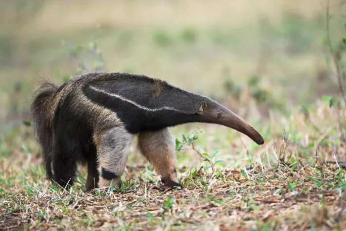Pozzi, Marco: Ameisenbär
