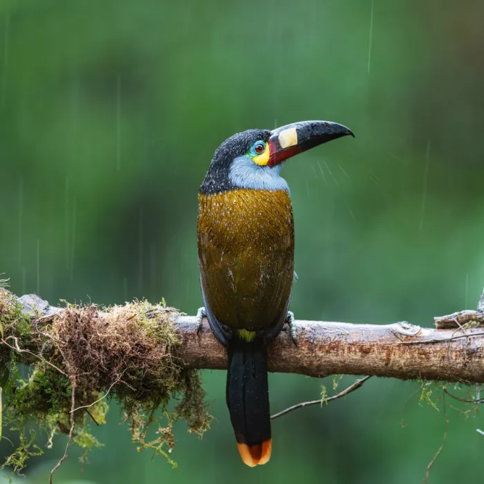 (吉星高照), Taksing: Toucan barbu