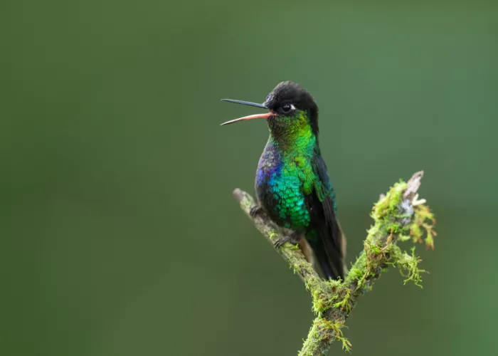 Xu, Tony: Colibrì cinguettante