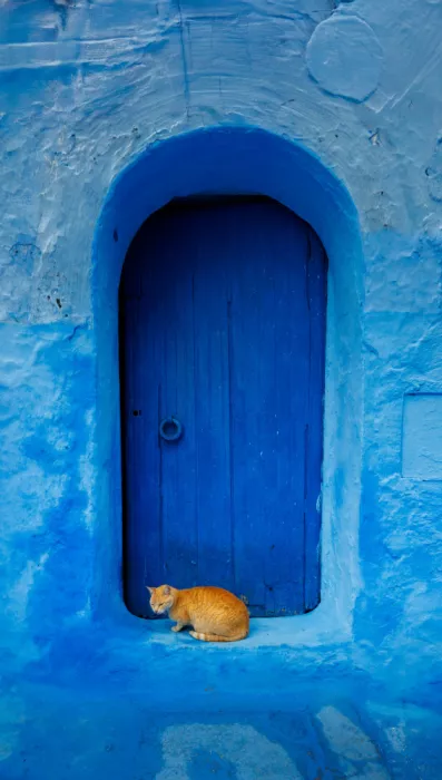 Ahmad, Walid: Gato de Chefchaouen