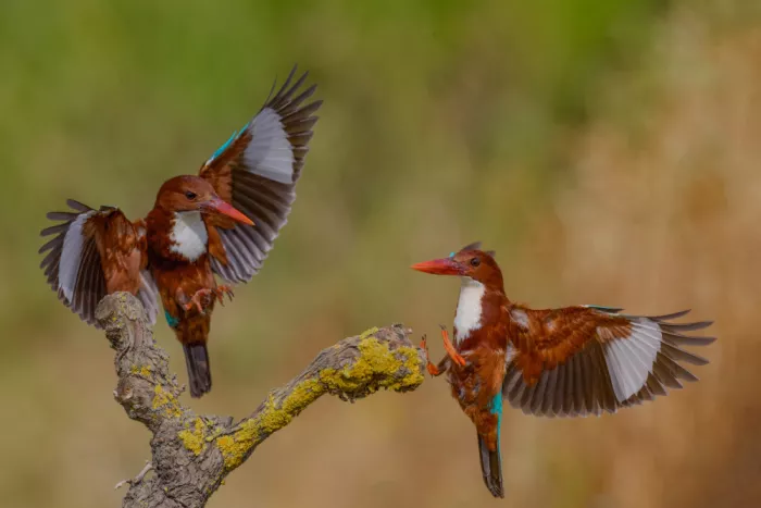 Manusevich, David: Weißkehliger Eisvogel