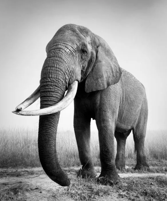 B, Sophie: Toro elefante africano