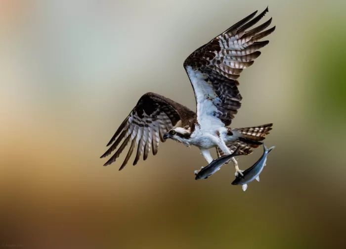 Yan, Songhu: Falco pescatore