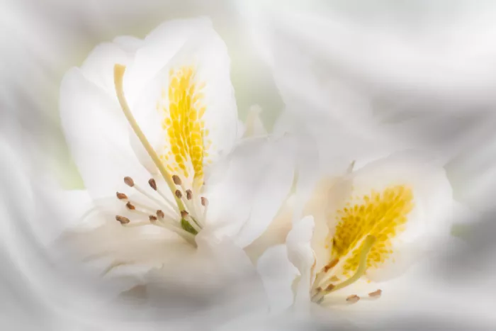Haaksma, Piet: Beauté du rhododendron