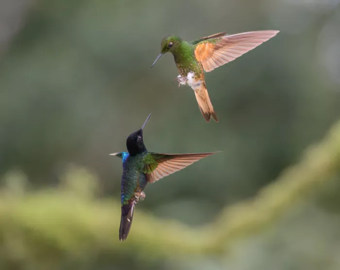 Yu, Tony: Lotta in volo