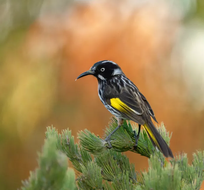 ahmadabdelhameed: New Holland Honeyeater