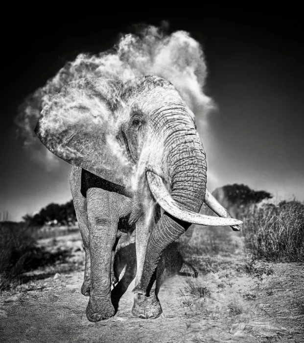 B, Sophie: Elefante en baño de polvo