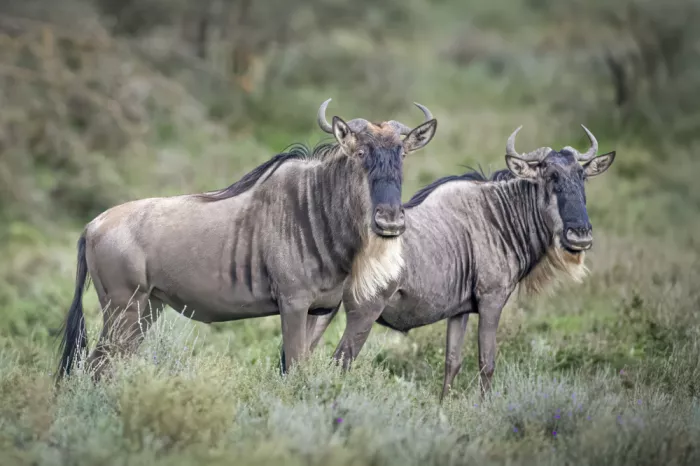 Sink, C. Jeffrey: Die wilden Augen des Gnus