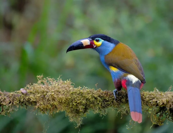 Yu, Tony: Tucano di montagna beccopiatto