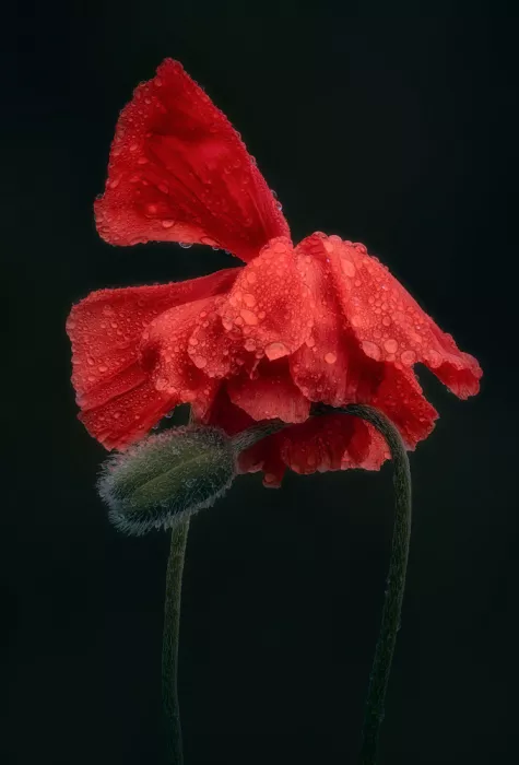 Ben.C.L: Impegno d