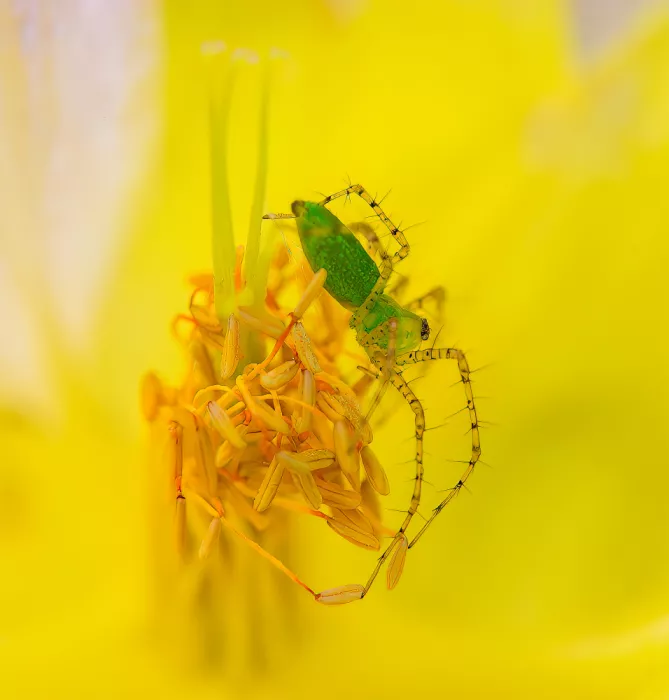 He, Mike: Ragno lince verde