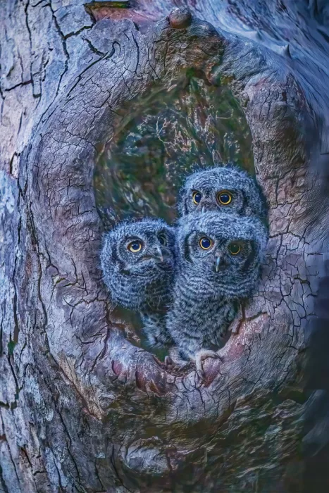 Lipinghu: Augen der Leere