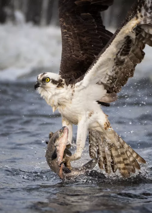 Lai, Vicki: Falco pescatore in caccia