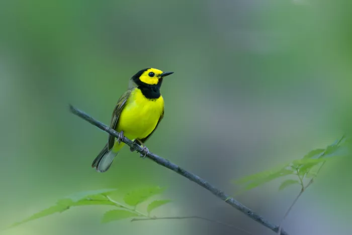 Zhang, ZY: Parula dai cappuccio