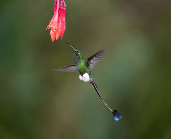 Yu, Tony: Colibrì dalla coda a racchetta con stivali bianchi