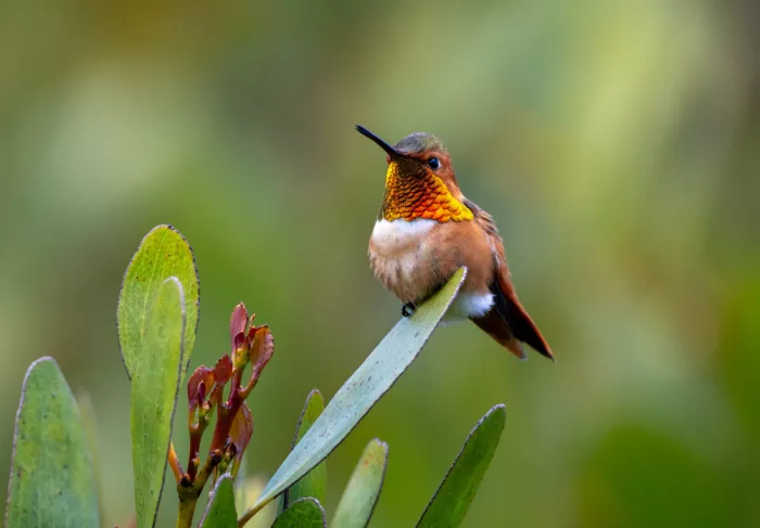 W, Joanna: Un colibrì