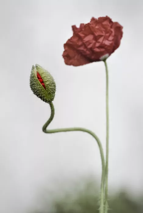 Grønkjær, Lotte: Papaveri