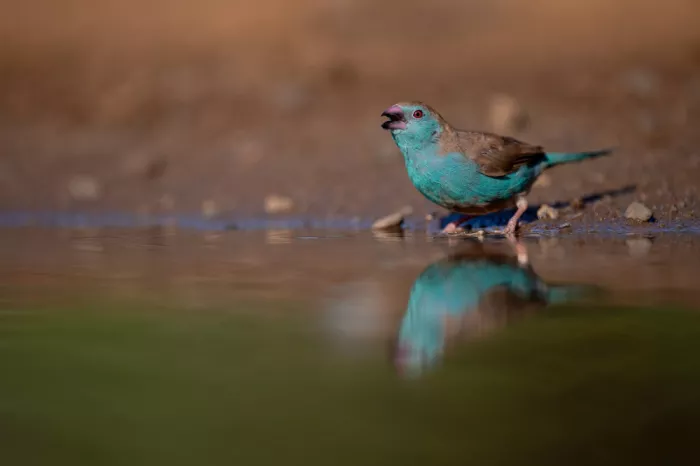 Pozzi, Marco: Blau
