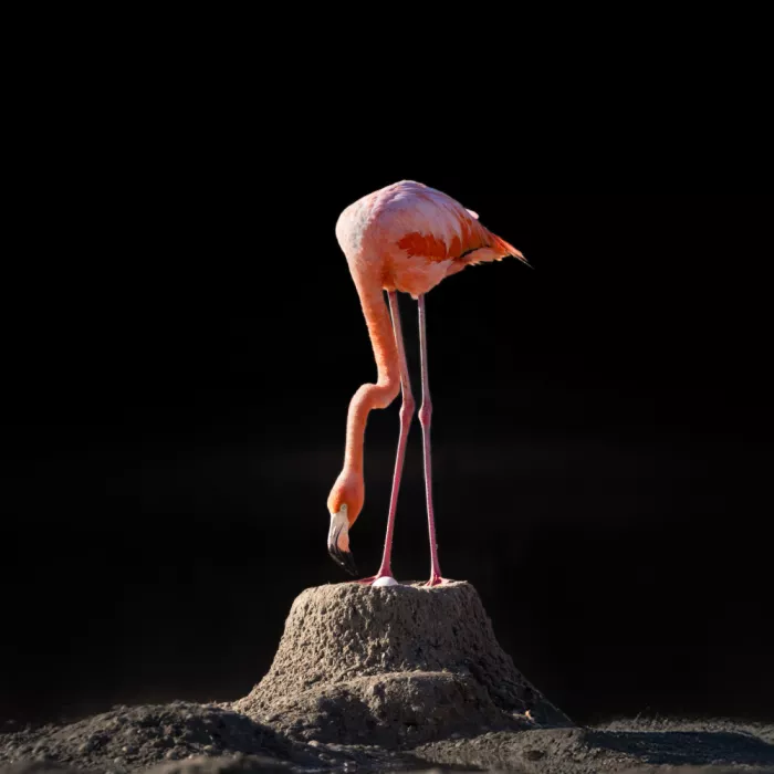 Ying, Li: Flamingo brütet Ei aus
