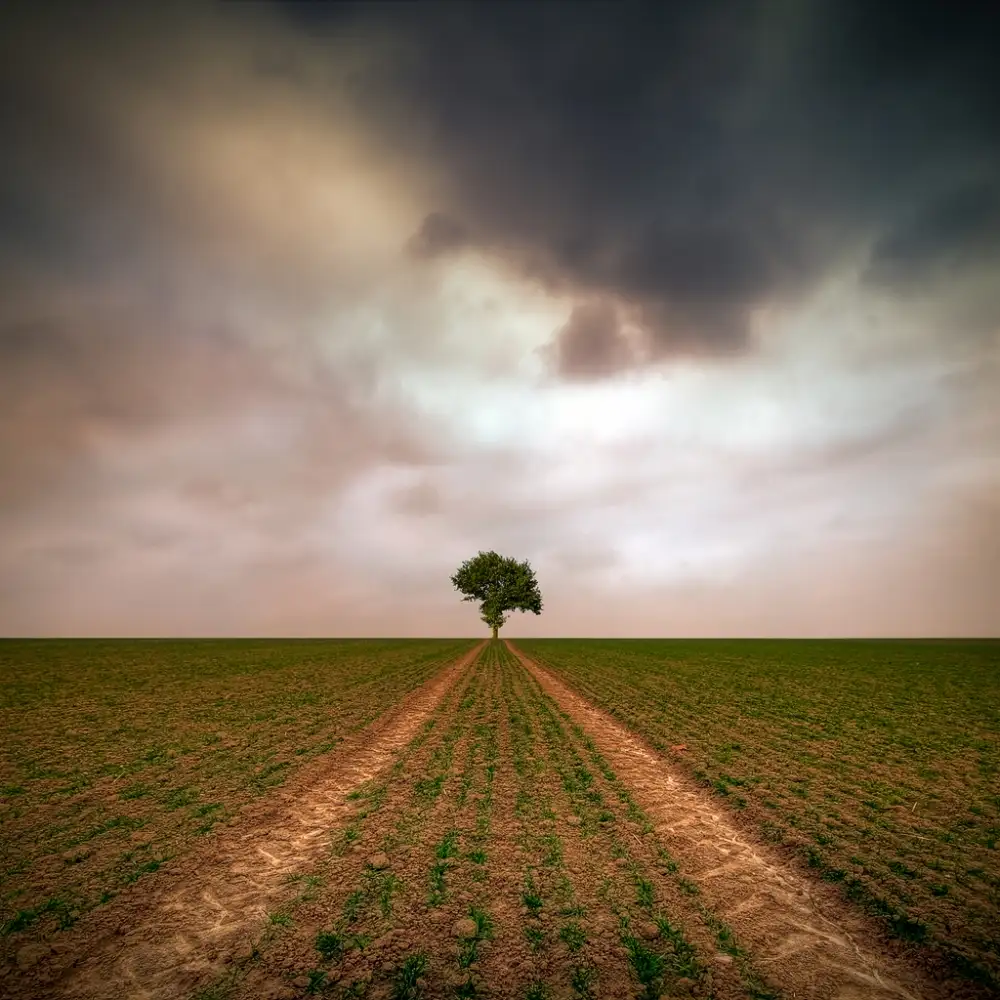Krol, Bax Piotr: un arbre...