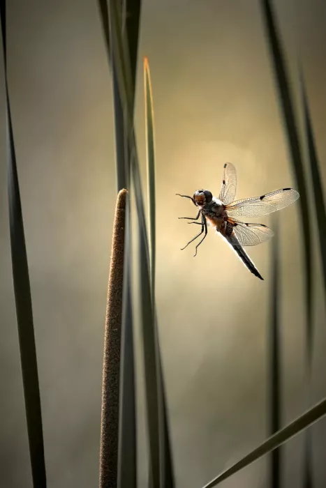 Schade, Peter: Libellula