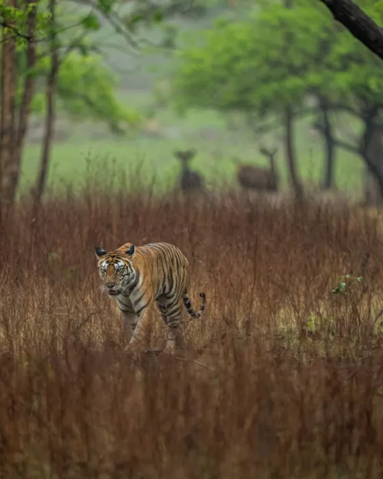 Bhatia, Yogesh: Preda e Predatore