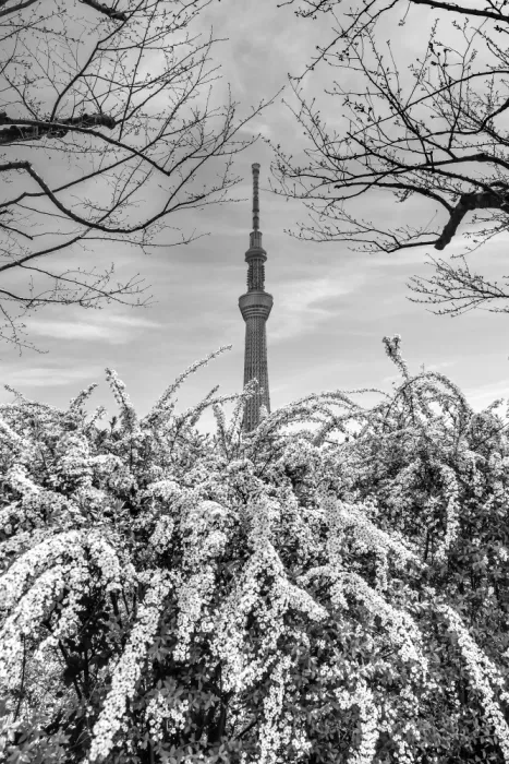 Viola, Melanie: Ikonischer Tokyo Skytree | Schwarzweiß