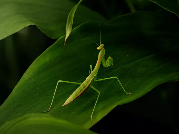 Hirai, Takiko: Praying Mantis
