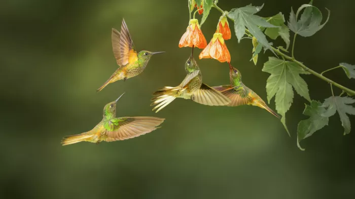 tianhuayu: Kolibrík zlatoocasý