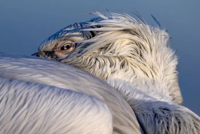 Qazwini, Al Bahaadeen: Pelican Eye