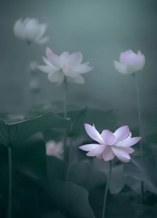 Wang, Catherine: Lotus of the Mist