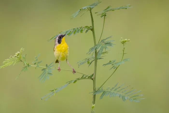 Zhang, ZY: Delicata consapevolezza