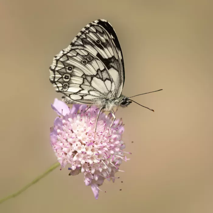 Keizer, Annie: Wunderschöner Schmetterling.
