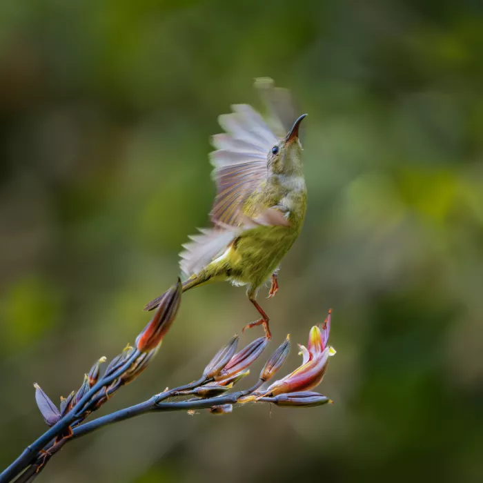Li, Alex: Weiblicher Nektarvogel