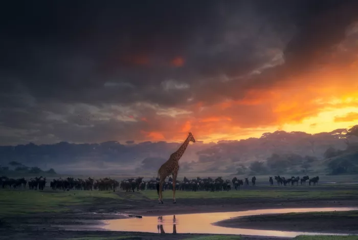 Joanaduenas: Africký sen 7R51683