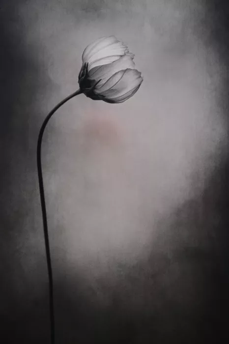 Grønkjær, Lotte: Fiore di Cosmos