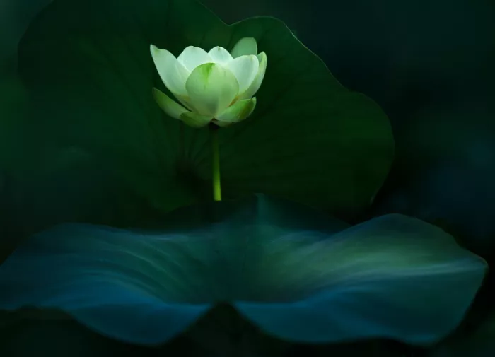 Wang, Catherine: Silent Bloom