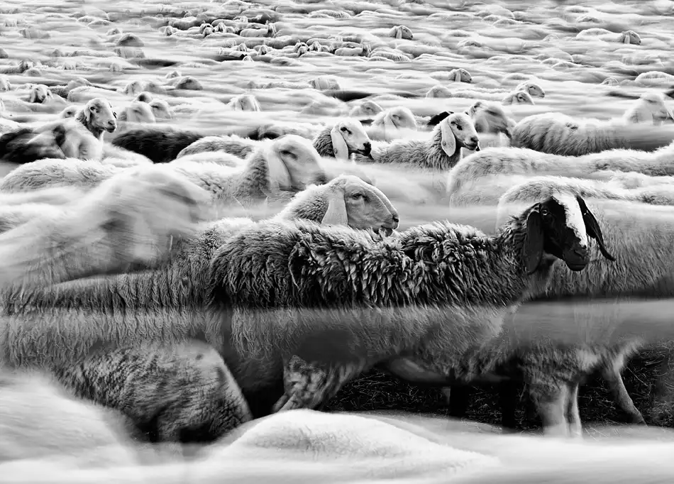 Luca, Liloni: Pecore del fiume ||