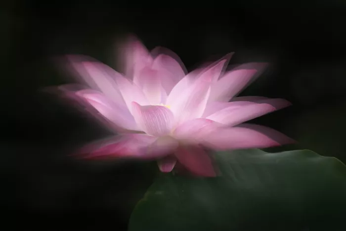 Gong, Yun: Půvabně kvetoucí